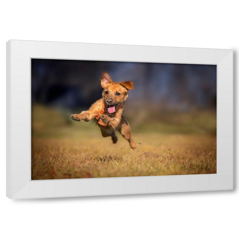 Happy Scooby White Modern Wood Framed Art Print by Gregor