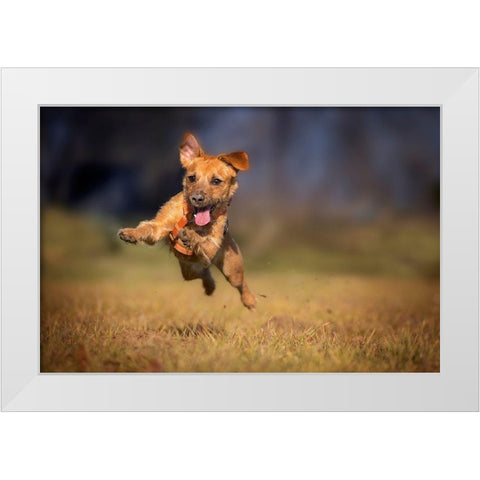 Happy Scooby White Modern Wood Framed Art Print by Gregor