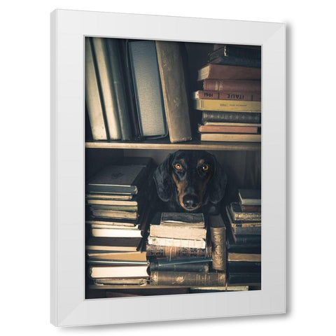 Der Kleine Bibliothekar - Little Librarian White Modern Wood Framed Art Print by Willers, Heike