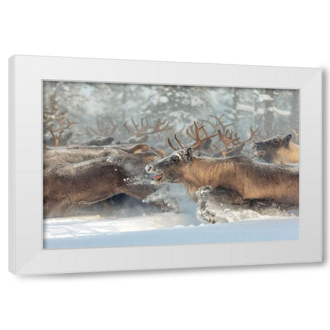 Reindeers Iii White Modern Wood Framed Art Print by Minar, Patrik