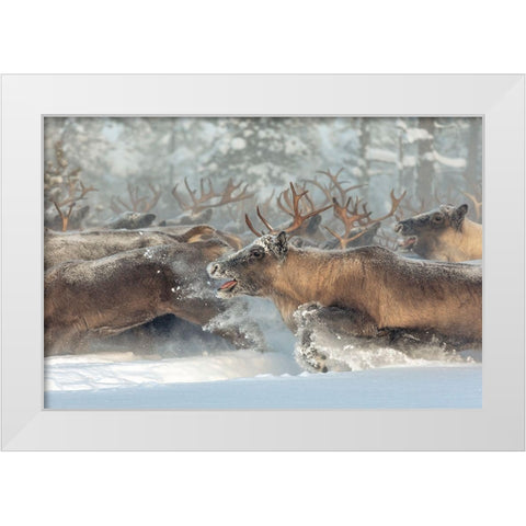 Reindeers Iii White Modern Wood Framed Art Print by Minar, Patrik