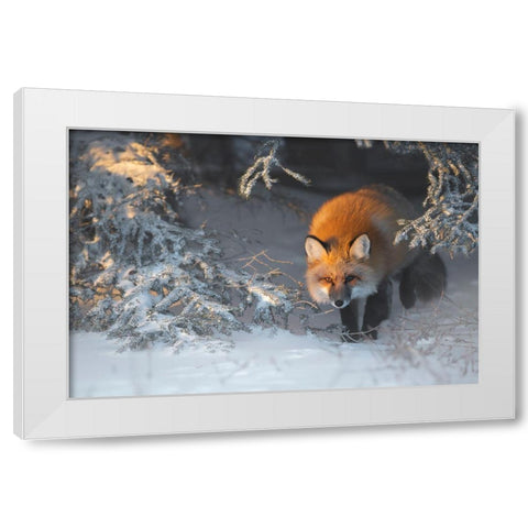 Red Fox White Modern Wood Framed Art Print by Marchegiani, Roberto
