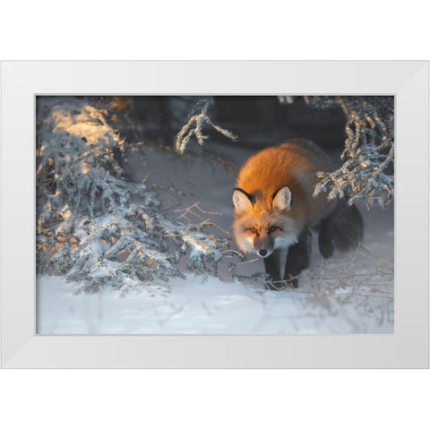 Red Fox White Modern Wood Framed Art Print by Marchegiani, Roberto