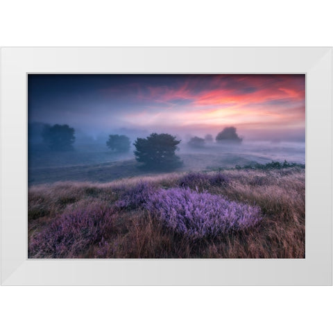 Qthe Colors Of Heatherq White Modern Wood Framed Art Print by Pachula, Adam