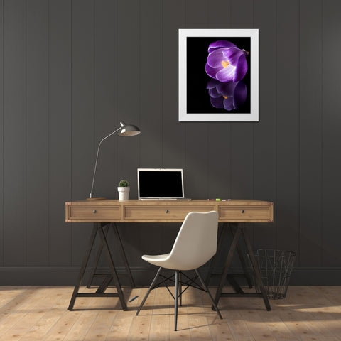 Crocus Flower With Reflections White Modern Wood Framed Art Print by Gade, Jens
