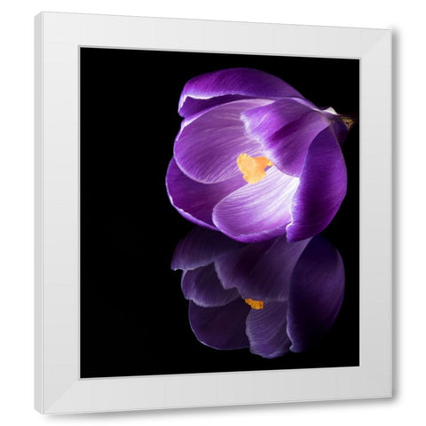 Crocus Flower With Reflections White Modern Wood Framed Art Print by Gade, Jens
