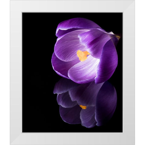 Crocus Flower With Reflections White Modern Wood Framed Art Print by Gade, Jens