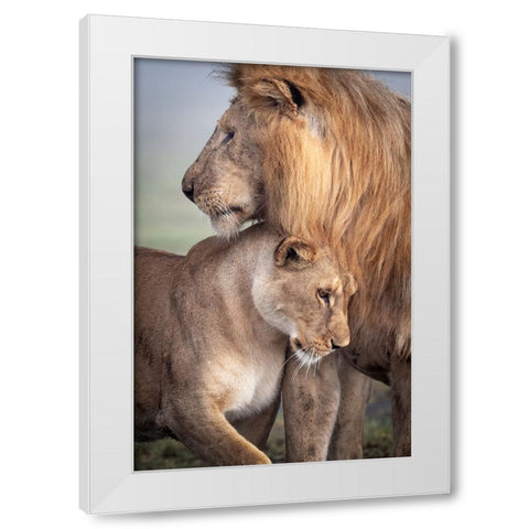 Wild Love White Modern Wood Framed Art Print by Khataw, Ali