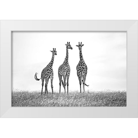 Giraffes In The  Mara Plains White Modern Wood Framed Art Print by Ortega, Xavier