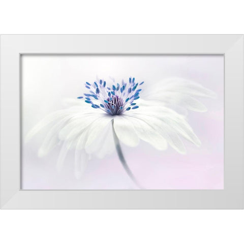 Anemone Blanda White Modern Wood Framed Art Print by Parker, Jacky