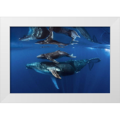 Reflections White Modern Wood Framed Art Print by Peneau, Cedric