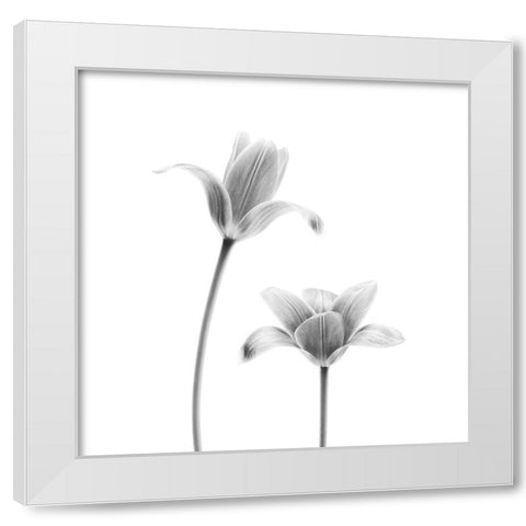 First Tulips White Modern Wood Framed Art Print by Gronkjar, Lotte