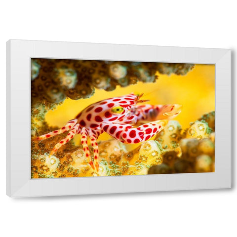 Red -Spotted Guard Crab White Modern Wood Framed Art Print by Gabriel, Barathieu