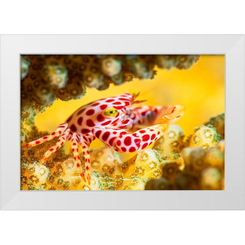 Red -Spotted Guard Crab White Modern Wood Framed Art Print by Gabriel, Barathieu