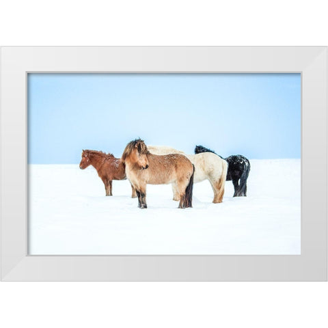 Horses In Color White Modern Wood Framed Art Print by Faris