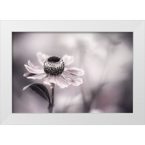 Helenium White Modern Wood Framed Art Print by Disher, Mandy