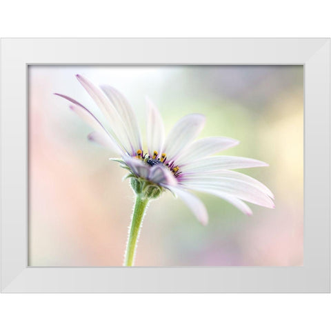 Cape Daisy White Modern Wood Framed Art Print by Disher, Mandy
