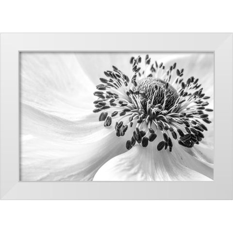 Anemone White Modern Wood Framed Art Print by Disher, Mandy