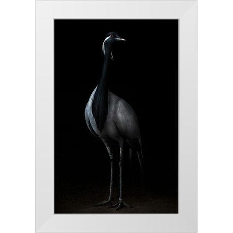 Demoiselle Crane Portrait Ii White Modern Wood Framed Art Print by Pascual Buye, Santiago