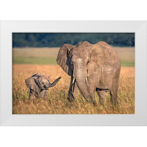 Mom Elephant With Calf White Modern Wood Framed Art Print by Ortega, Xavier