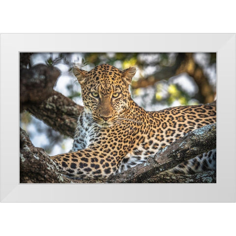 The Arboreal King White Modern Wood Framed Art Print by C. Sink, Jeffrey