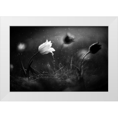 Steppe Flower White Modern Wood Framed Art Print by Fedotov, Vadim