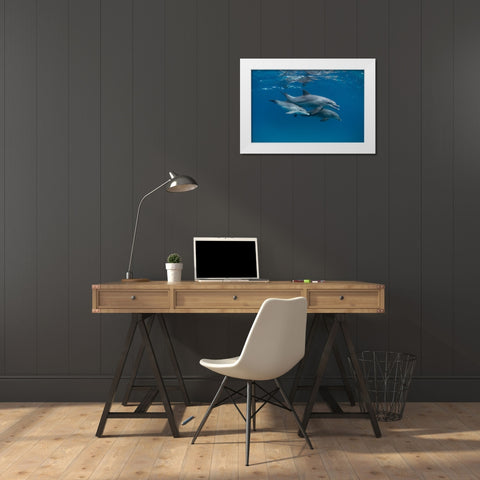 Dolphins White Modern Wood Framed Art Print by Molinari, Romano