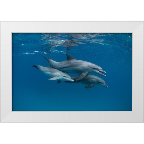 Dolphins White Modern Wood Framed Art Print by Molinari, Romano