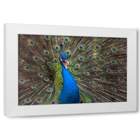 Indian Peafowl White Modern Wood Framed Art Print by Oesin, Dikky