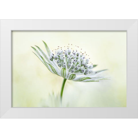 ~Astrantia~ White Modern Wood Framed Art Print by Disher, Mandy