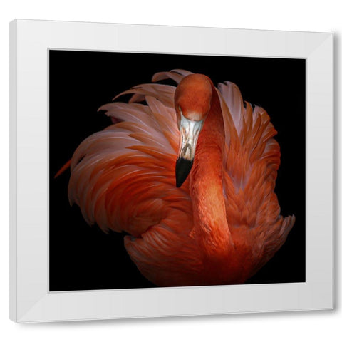 Pink Beauty White Modern Wood Framed Art Print by Kamera