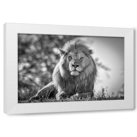 Monochromatic Lion King White Modern Wood Framed Art Print by C. Sink, Jeffrey