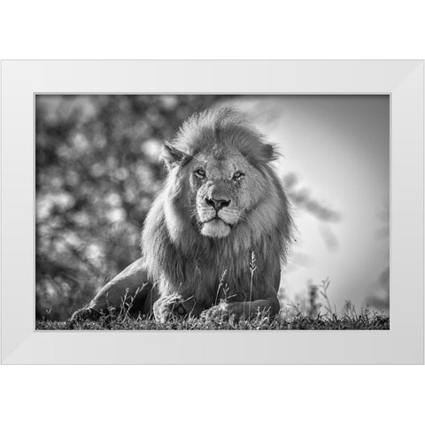 Monochromatic Lion King White Modern Wood Framed Art Print by C. Sink, Jeffrey