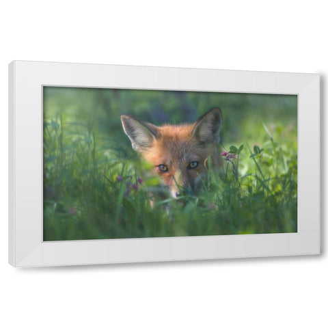 Red Fox White Modern Wood Framed Art Print by Deng, Larry