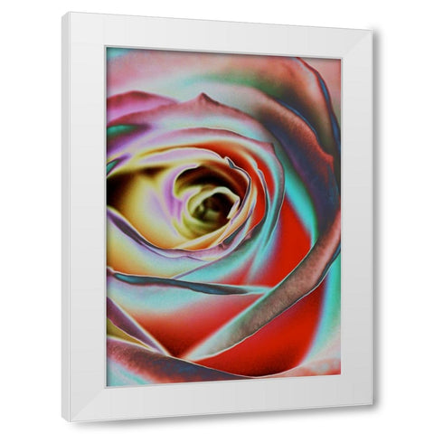 Rose White Modern Wood Framed Art Print by Koenig, Andre