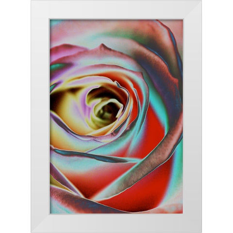 Rose White Modern Wood Framed Art Print by Koenig, Andre
