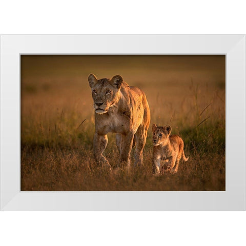 Mom Lioness With Cub White Modern Wood Framed Art Print by Ortega, Xavier