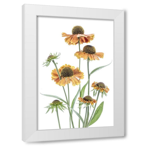 Helenium White Modern Wood Framed Art Print by Disher, Mandy