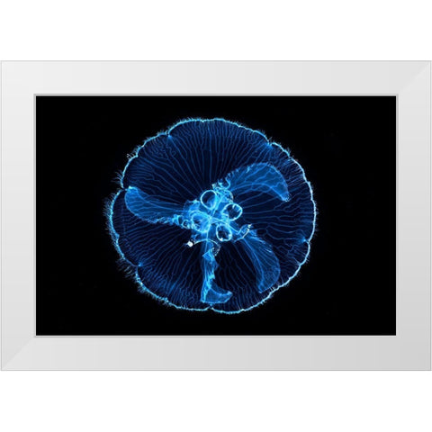 Macdusa White Modern Wood Framed Art Print by Gabriel, Barathieu