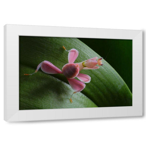 Flower Power White Modern Wood Framed Art Print by Hoffman, Jimmy