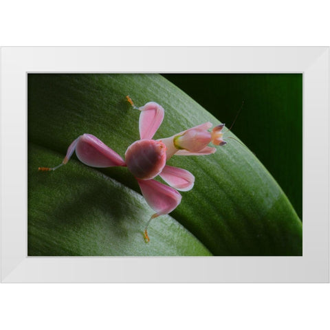 Flower Power White Modern Wood Framed Art Print by Hoffman, Jimmy