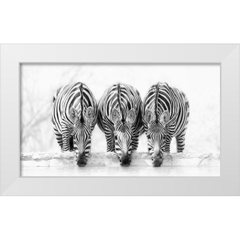 Zebras White Modern Wood Framed Art Print by Zhao, Henry