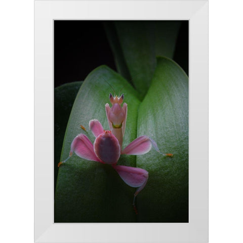 Flower Power 2 White Modern Wood Framed Art Print by Hoffman, Jimmy