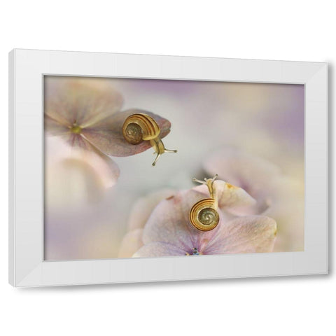 Little Snails.... White Modern Wood Framed Art Print by Van Deelen, Ellen