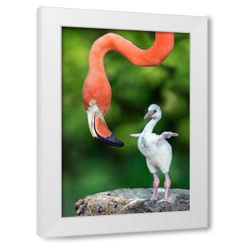 Flamingo With Chick White Modern Wood Framed Art Print by Ortega, Xavier