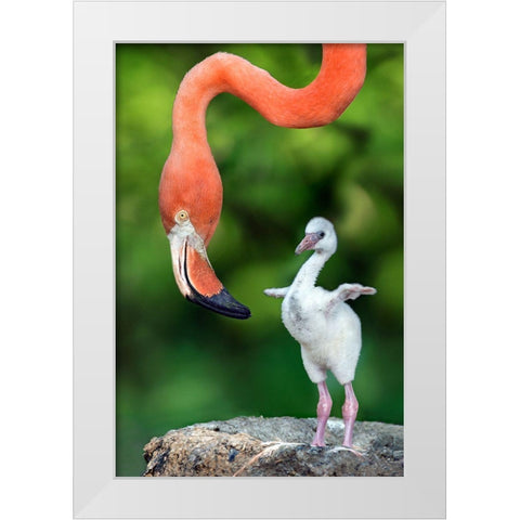Flamingo With Chick White Modern Wood Framed Art Print by Ortega, Xavier