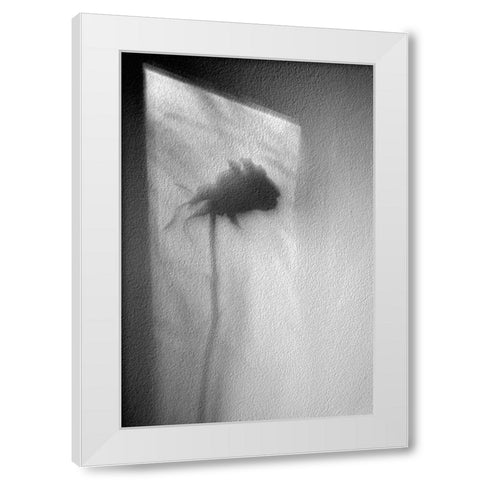 Rose White Modern Wood Framed Art Print by Walla, Marta