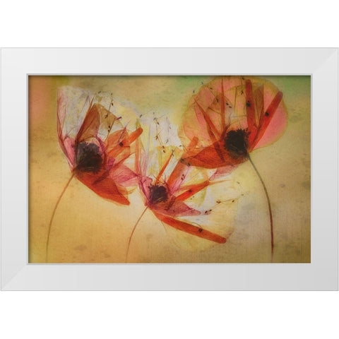 Poppy Seeds White Modern Wood Framed Art Print by Talen, Nel