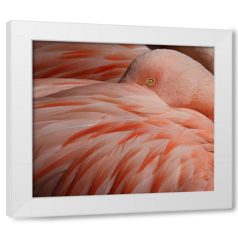 Portrait Of A Pink Flamingo White Modern Wood Framed Art Print by Wechsler, Robin