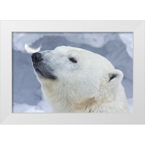 Polar Bear Portrait White Modern Wood Framed Art Print by Belovodchenko, Anton
